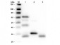 Anti-Chicken IgG (H&L)  Secondary Antibody